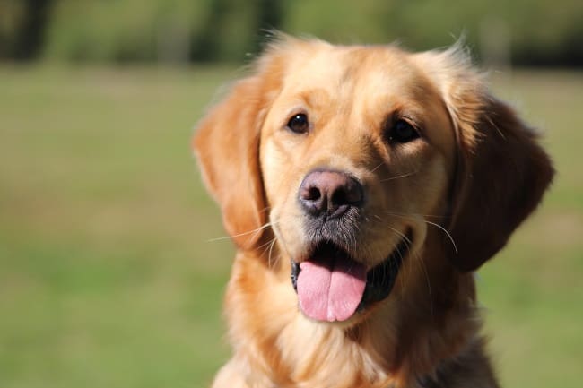 why are golden retrievers good dogs? 2