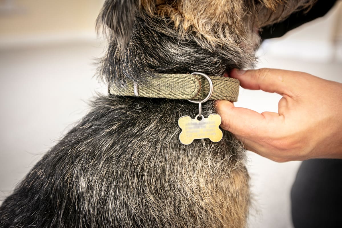 How to Put On the 5 Main Types of Dog Harnesses on Vimeo
