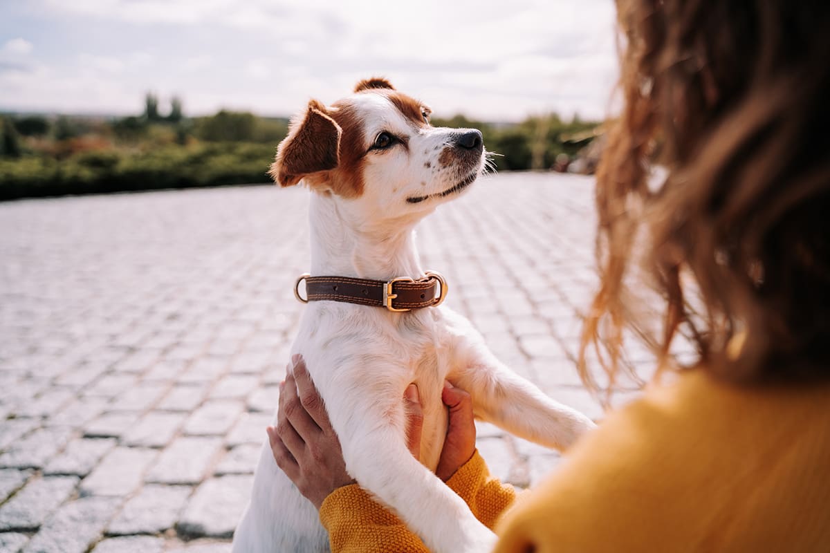 11 Brain Games To Improve Your Dog's Happiness And Health - Animal