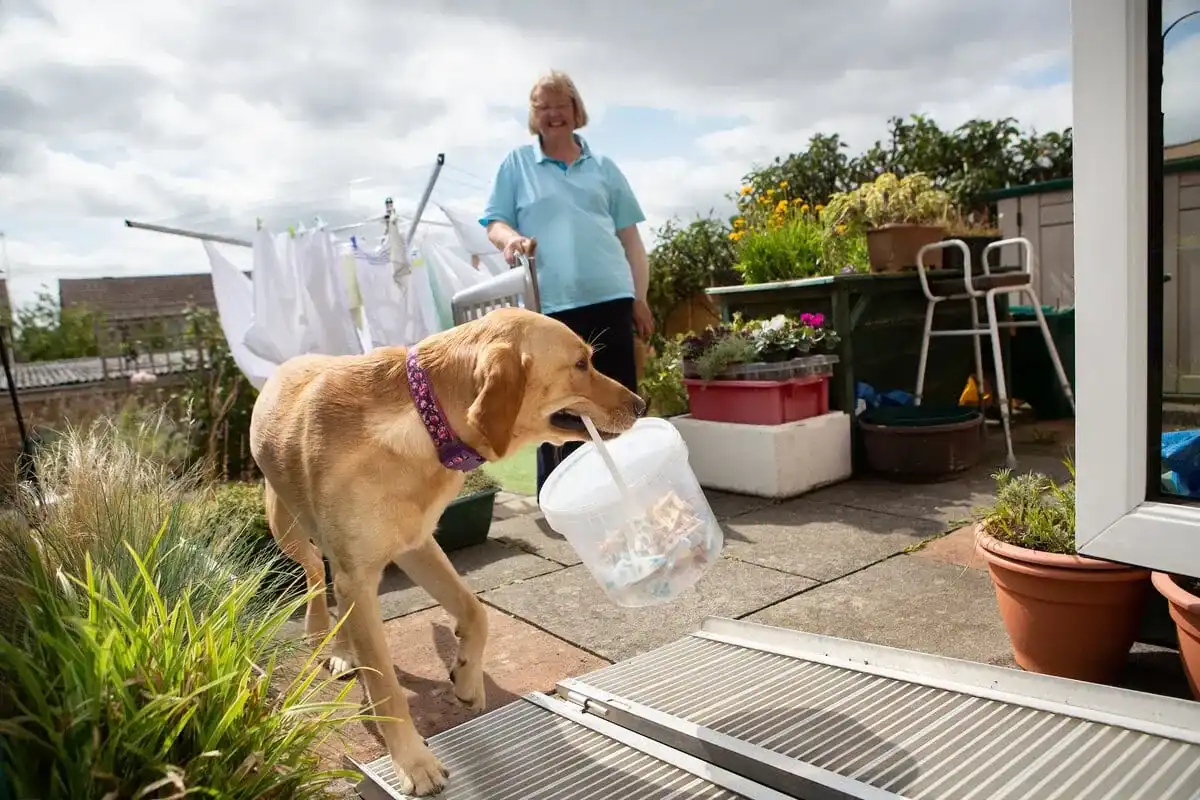 Physical Disability Assistance Golden Retreiver Holding Peg Container Washing Garden Adult Summer Sideview