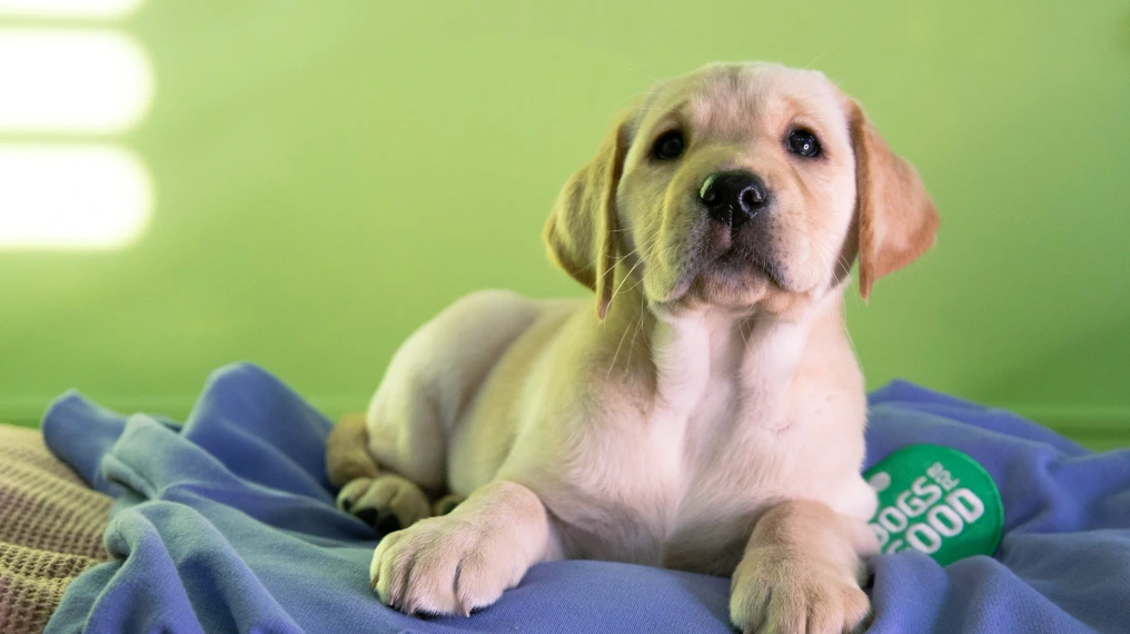 Sponsor a puppy Waffle lying on purple blanket with green wall looking forwards