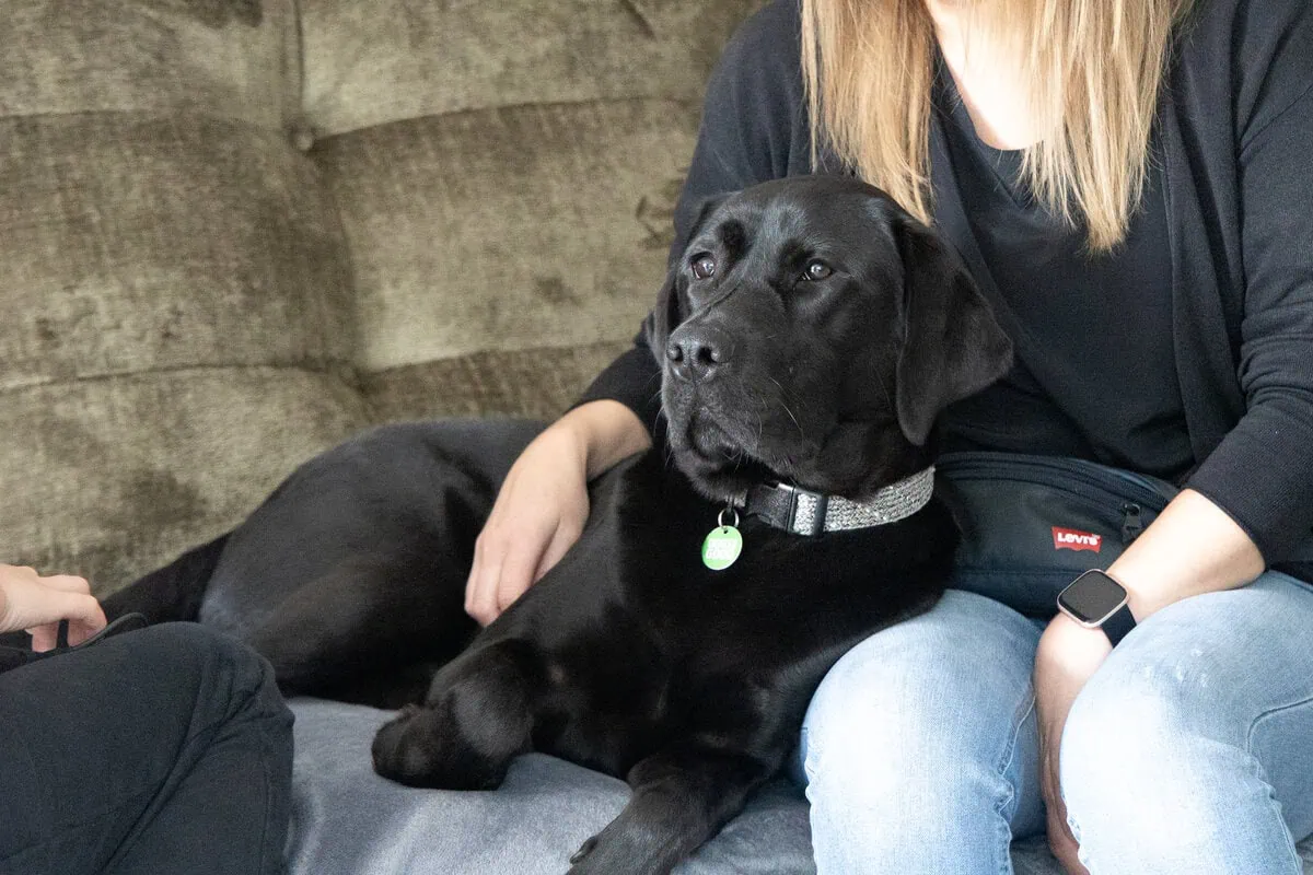 Autism Assistance Black Labrador Sofa Resting Bonding Adult Lap Closeup Frontfacing