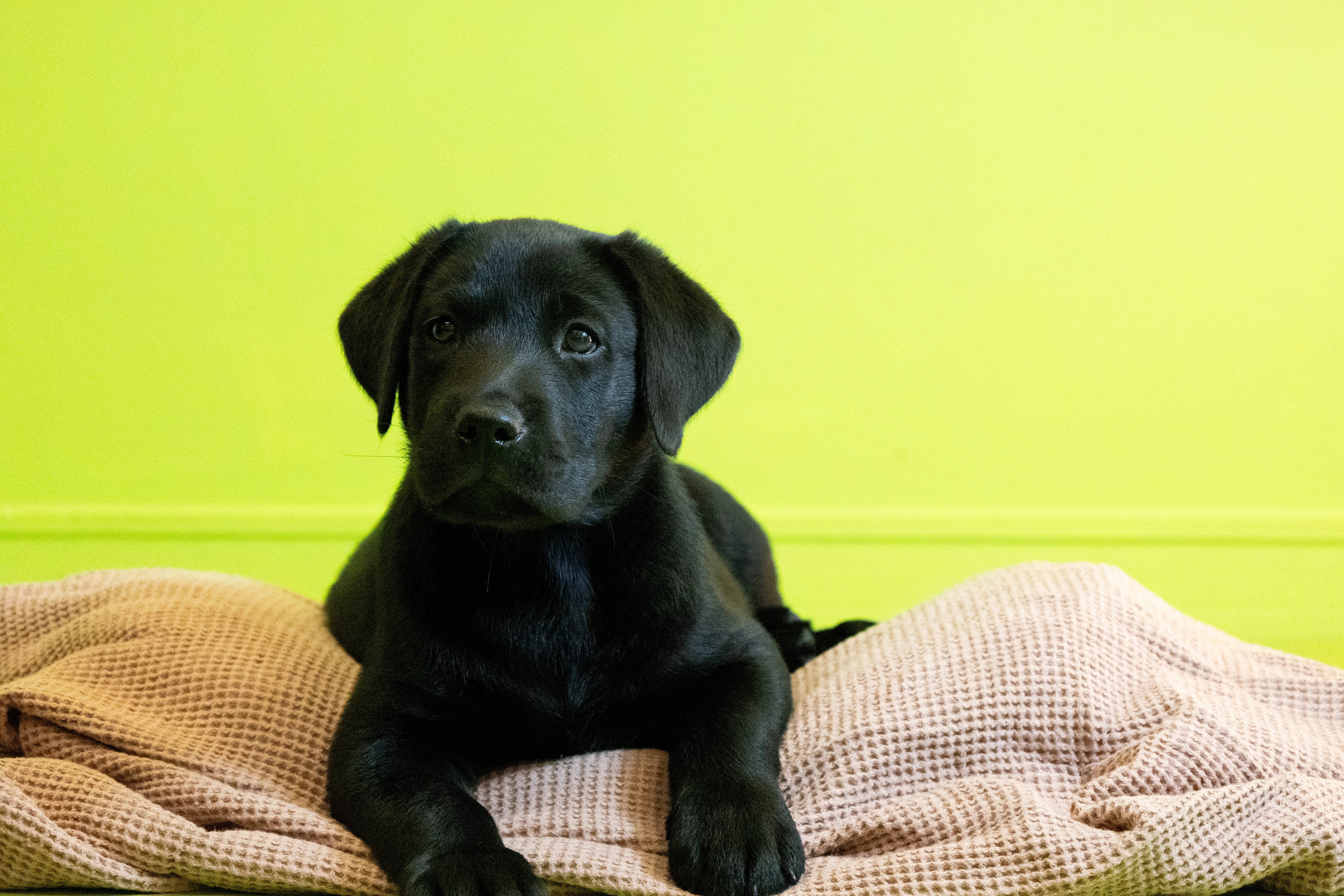 Black labrador puppy Digger is lying on a pink blanket looking off to the left. Behind him is a bright green wall.