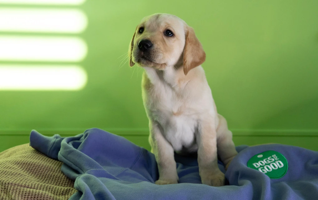 Sponsor a Puppy Waffle sitting on purple blanket looking forwards