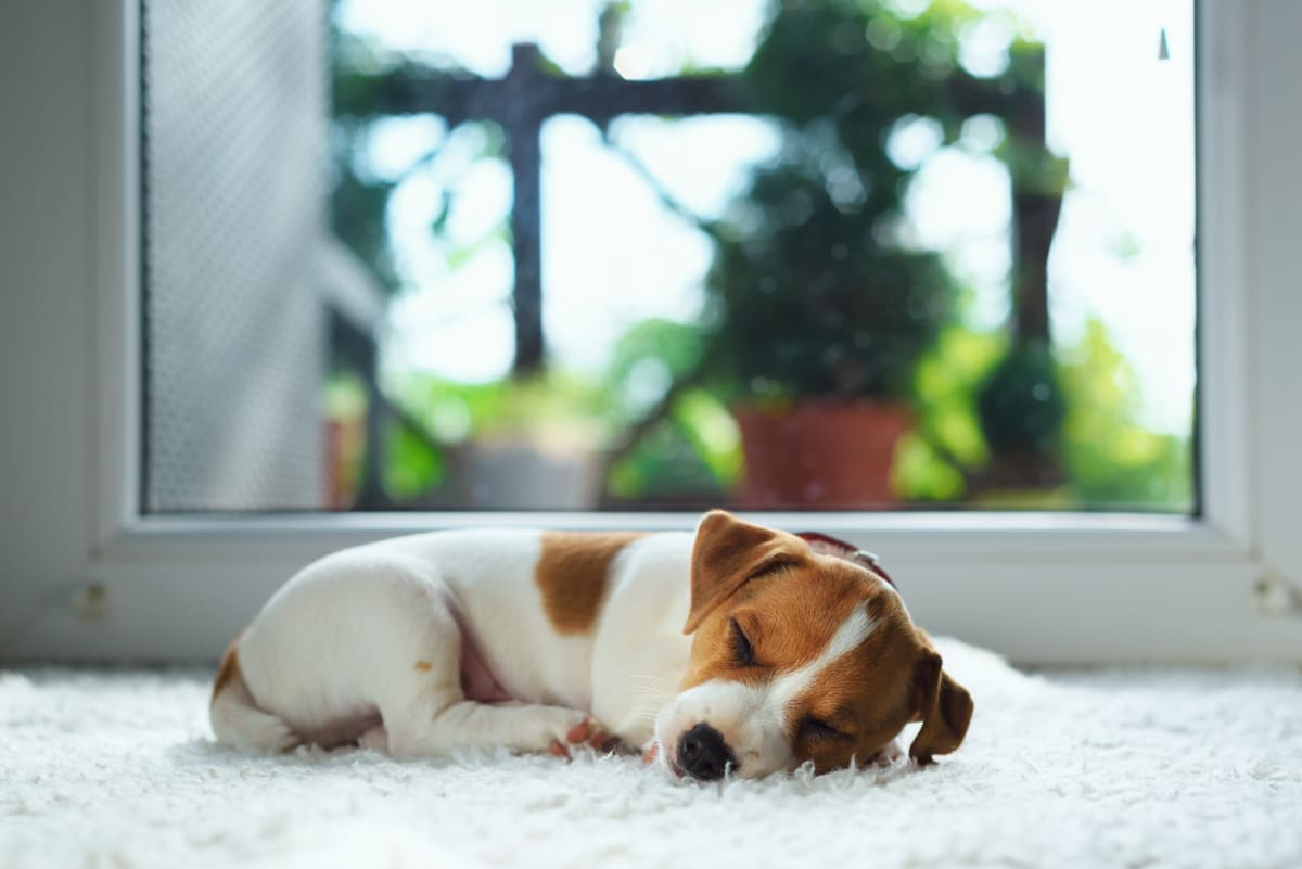 Home Good Advice Puppy Care Your Puppy’S First Few Days
