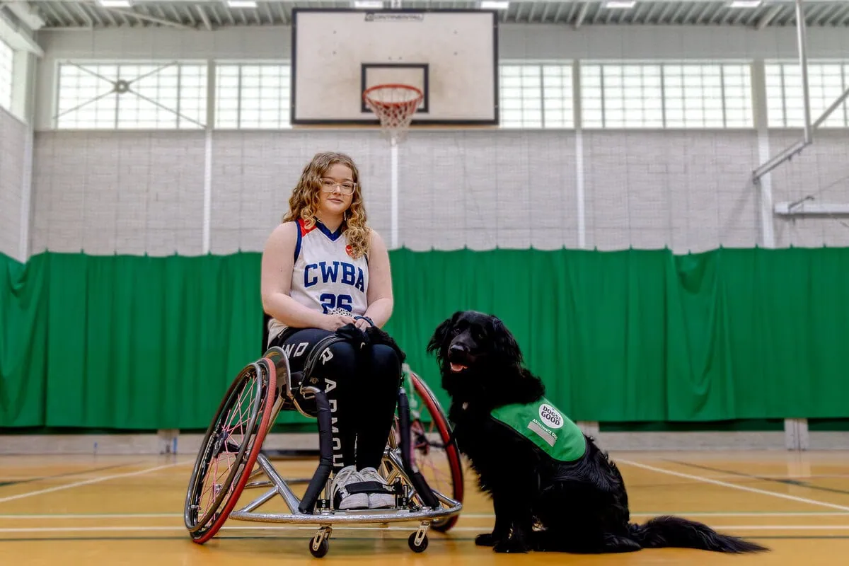 Physical Disability Assistance Black Labrador Sitting Adult Wheelchair Inside Basketball Court Frontfacing