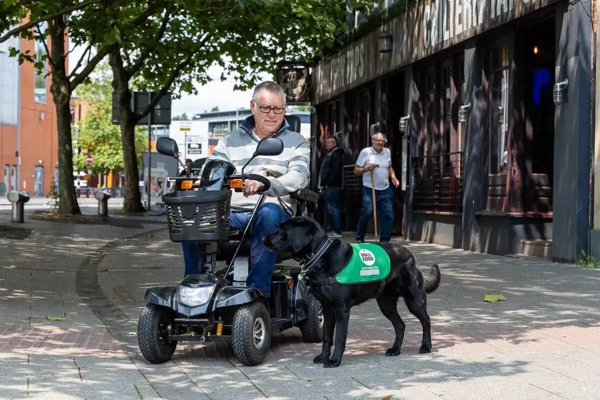 Physical Disability Assistance Black Labrador Standing Adult Mobility Scooter Highstreet Frontfacing