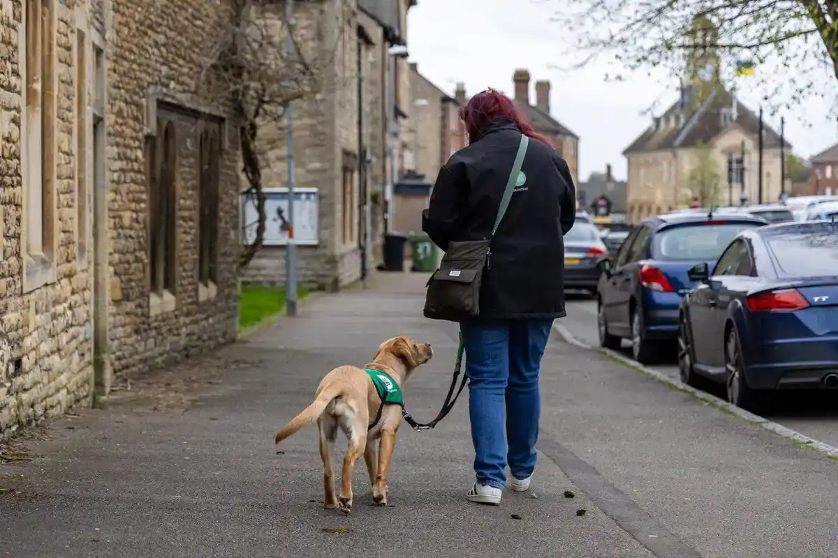 Golden retriever and the volunteer who is caring for them out on a walk down a street lined with cars and buildings. The volunteer and puppy are looking at each other.