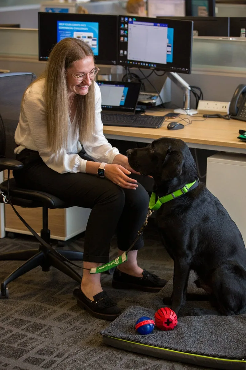 Physical Disability Assistance Black Labrador Sitting Desk Adult Stroking Office Sideview