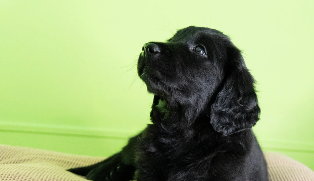Sponsor a puppy Violet lying on pink blanket green wall behind her looking up at top left corner of image