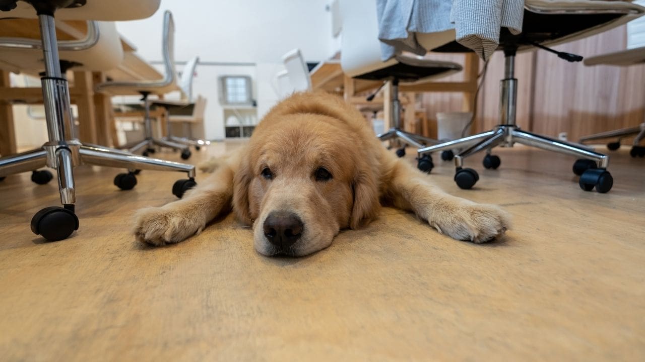 Home Good Advice Wellbeing Taking Your Dog To Work Everything You Need To Know