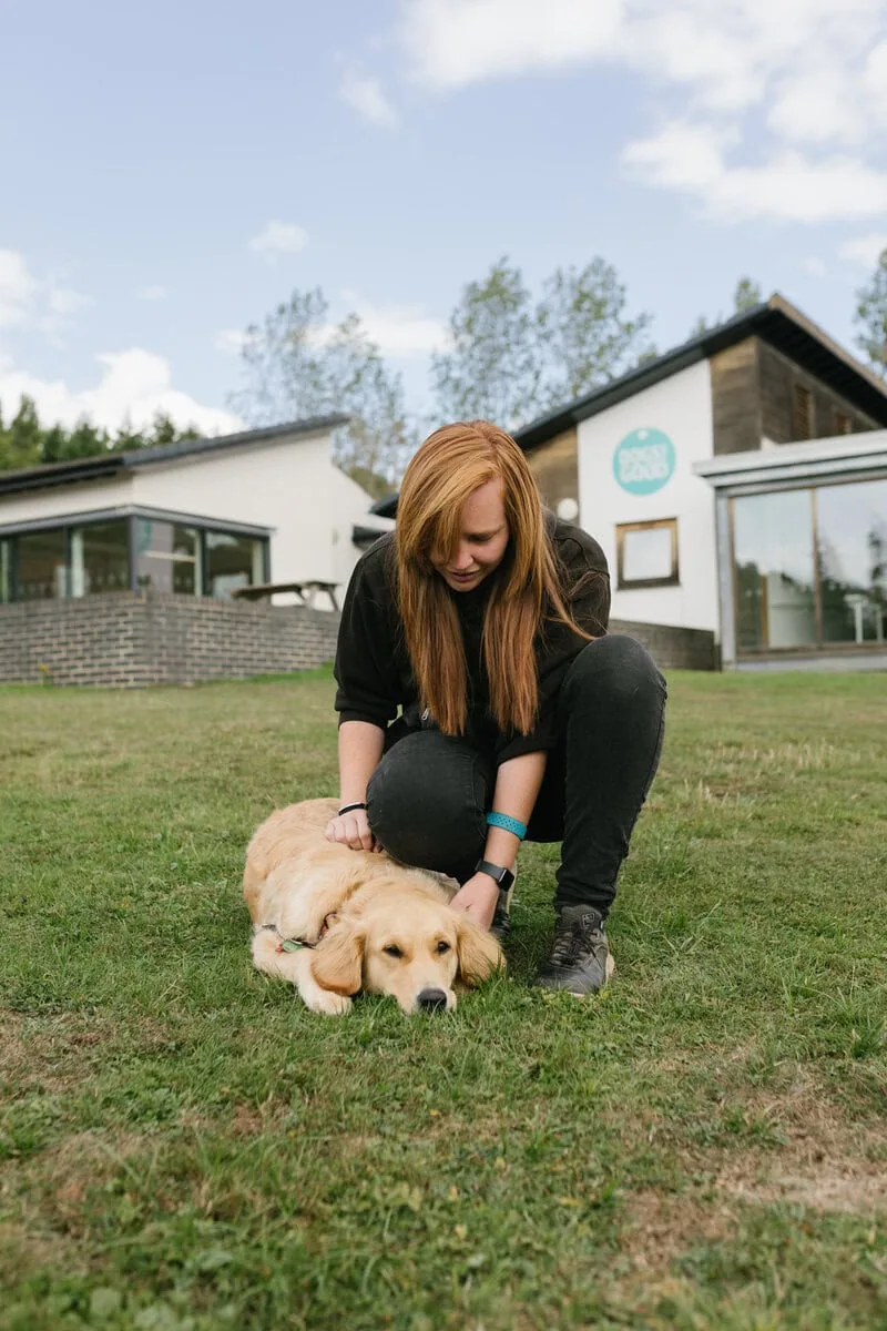 Yellow Labrador Laying Down Bonding Stroking Trainer Training Centre Outside Closeup Frontfacing