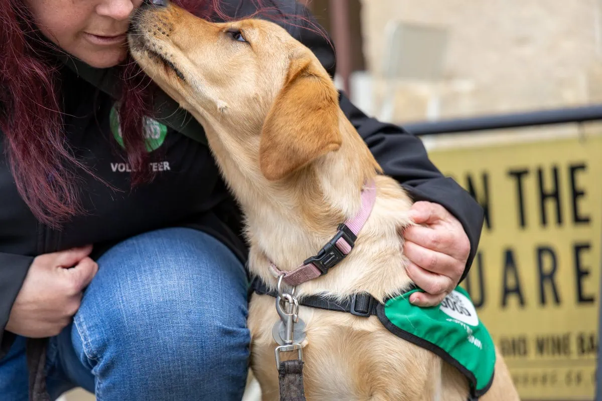 Assistance Golden Retreiver Puppy Sitting Licking Volunteer Pavement Closeup Sideview