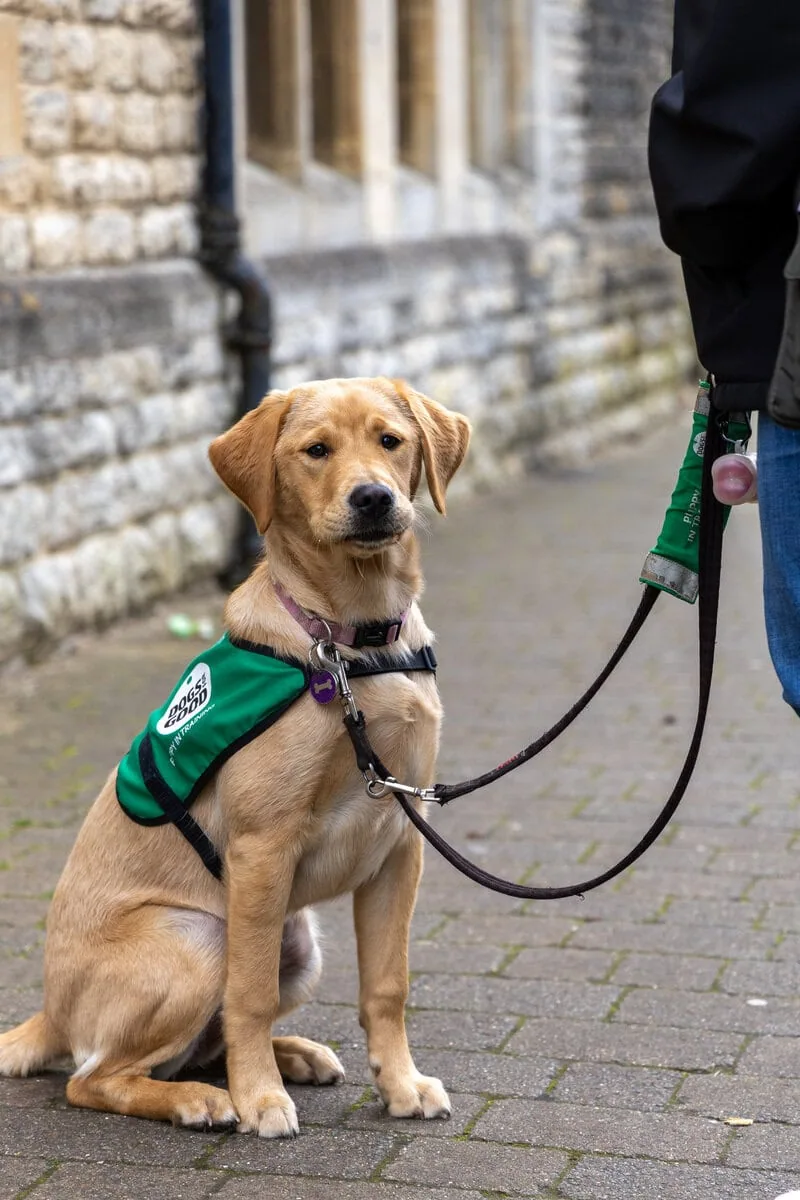 Assistance Golden Retreiver Puppy Sitting Volunteer Pavement Highstreet Frontfacing