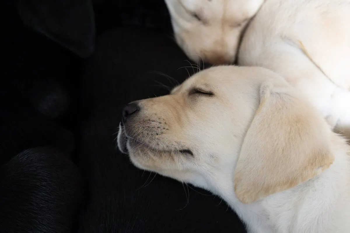 Two Yellow Labrador Puppies Huddled Resting Sideview