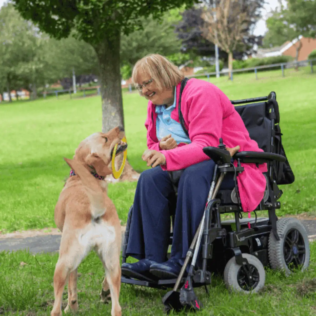 physical-disability-assistance-golden-retreiver-sitting-wheelchair