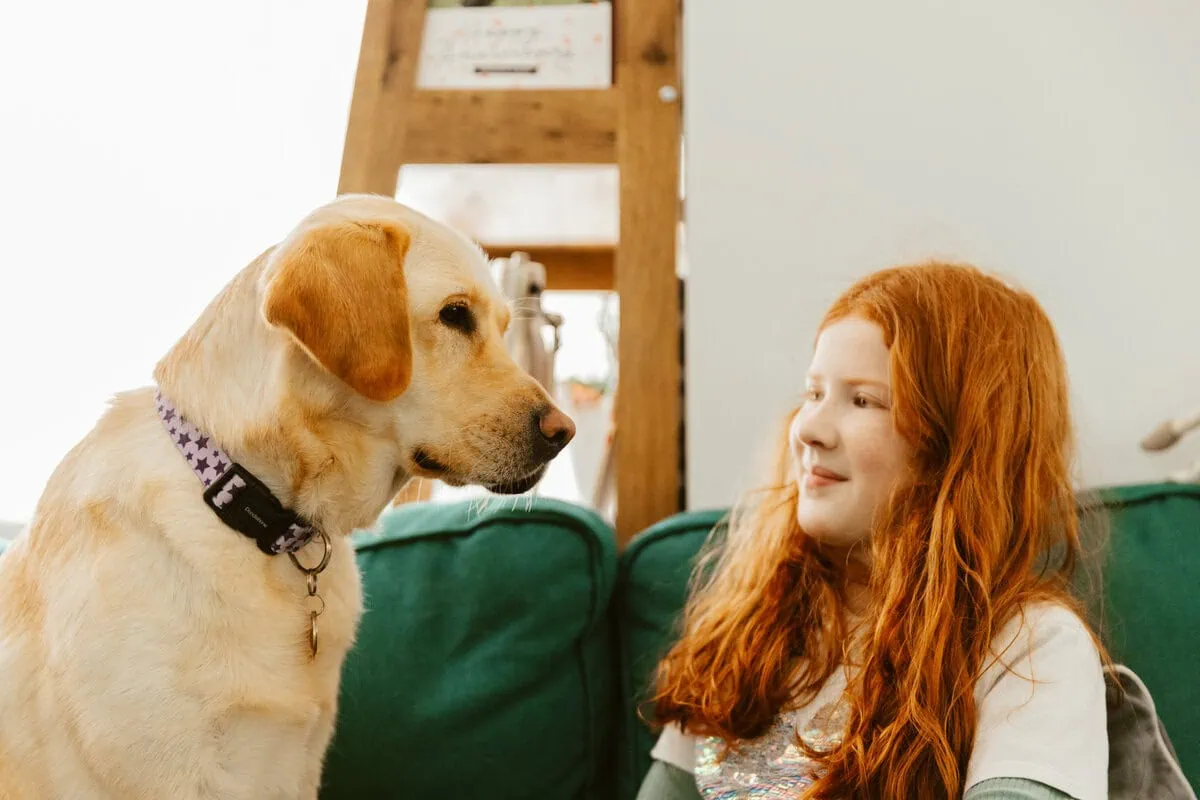Autism Assistance Yellow Labrador Child Home Sofa Sitting Relaxed