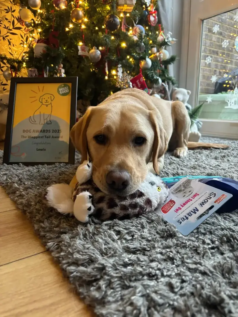 Labrador Lewis lying next to Christmas tree with his Waggiest Tail Award and presents