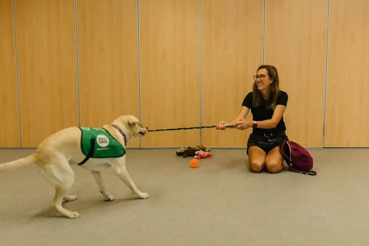 Yellow Labrador Playing Tug Trainer Sitting Training Centre Sideview