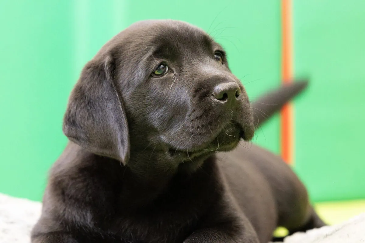 Black Labrador Puppy Laying Down Sideview