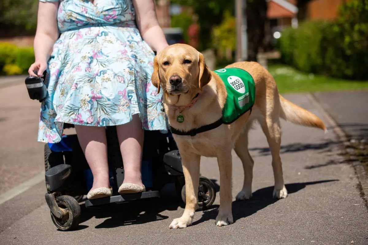Physical Disability Assistance Golden Retreiver Walking Pavement Road Adult Wheelchair Closeup Frontfacing