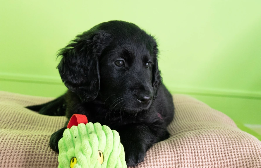 Sponsor a Puppy Violet laying down on pink blanket with soft toy on paws