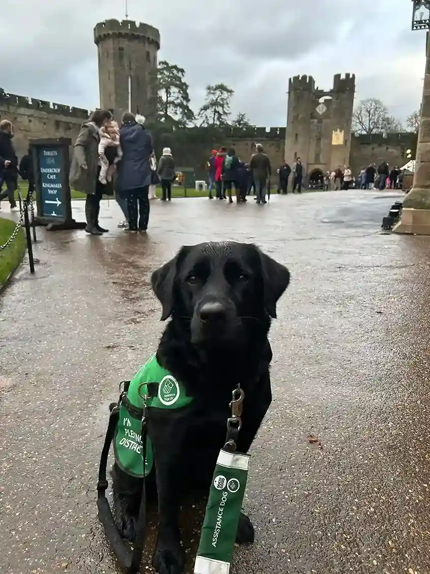 Black Labrador Reco Sitting In Front Of Warwick Castle