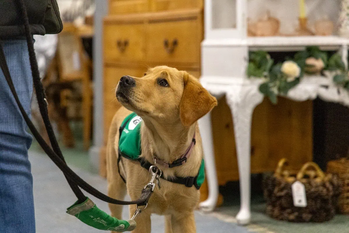 Assistance Golden Retreiver Volunteer Shop Closeup Sideview
