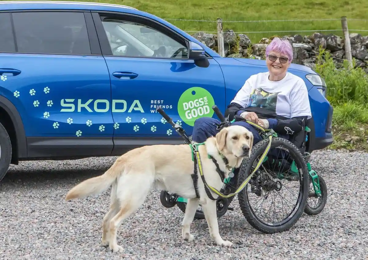 Assistance Yellow Labrador Adult Wheelchair Threepeaks Skoda Carpark Field Frontfacing