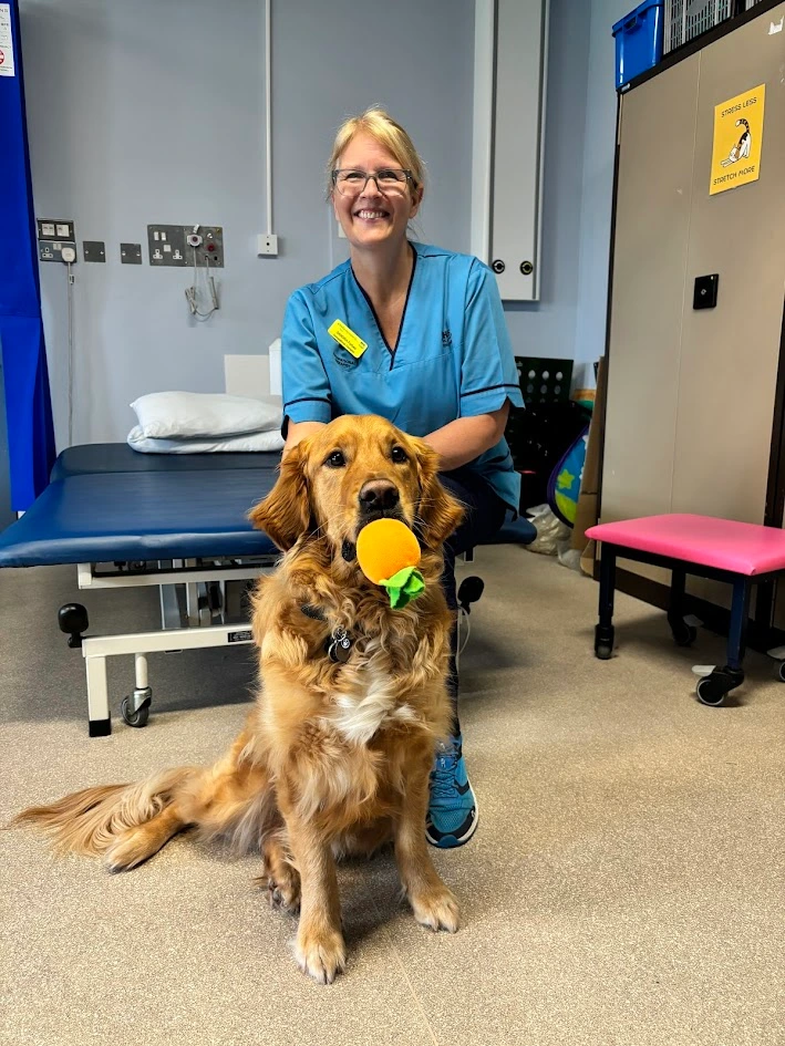 Hospital Worker Golden Retriever Sitting Front Facing