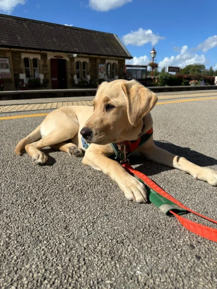 Yellow labrador puppy lying down on train station platform
