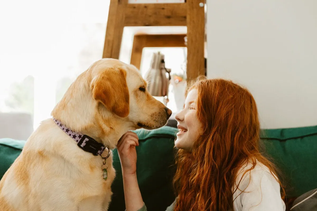 Autism Assistance Yellow Labrador Child Home Sofa Sitting Stroking Bonding Laughing Sideview