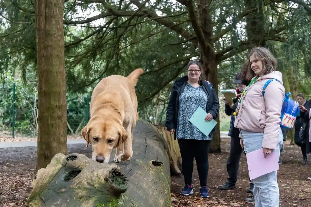 Community Golden Retreiver Walk Woods Adults Carers Frontfacing
