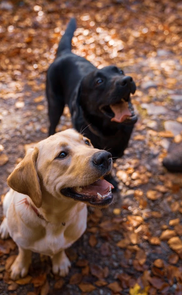 Puppies Frankie And Eddie Looking Up In Forets