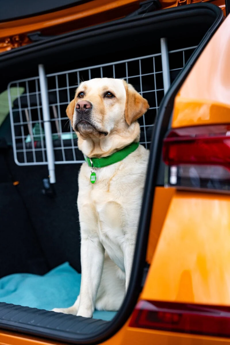 Assistance Yellow Labrador Boot Car Sitting Waiting Closeup Sideview