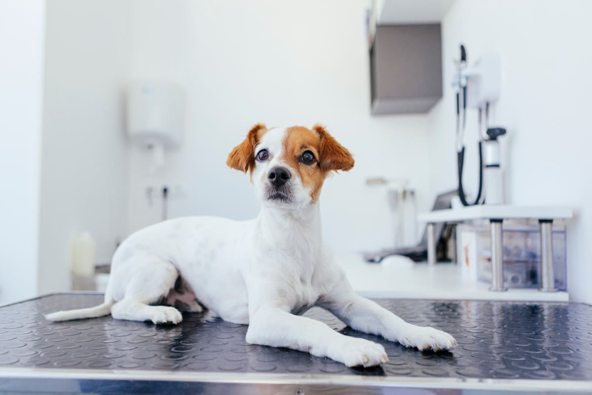 Home Good Advice Health A To Z Of Canine Health Problems