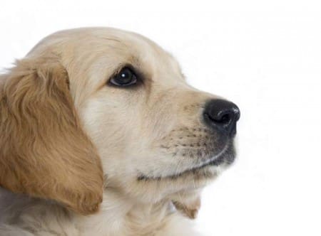 Retriever puppy headshot