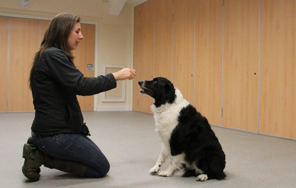 Teaching dog to beg 