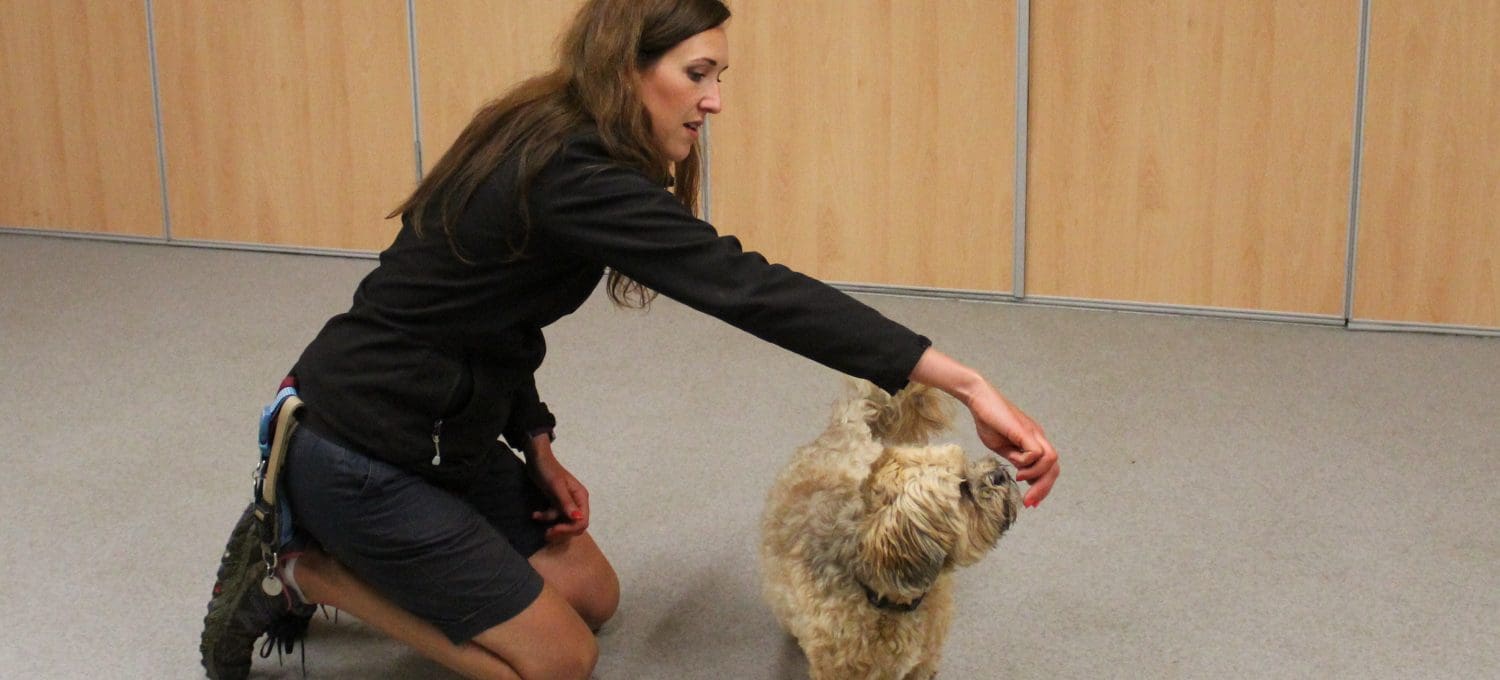 trainer teaches dog to spin