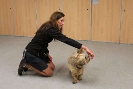 trainer teaches dog to spin