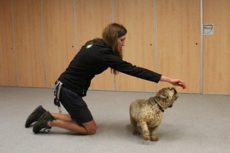 trainer and dog practice spinning