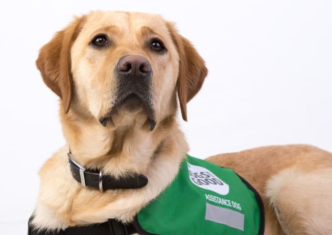 Lexi the Labrador cross golden retriever in her Dogs for Good jacket