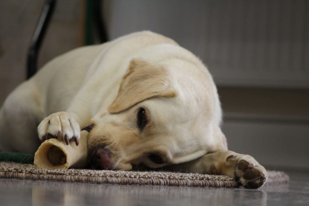 Puppy with a chew