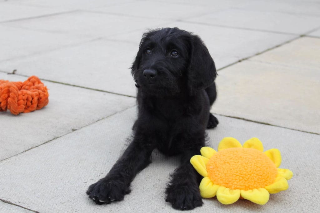 Puppy Iris with flower toy