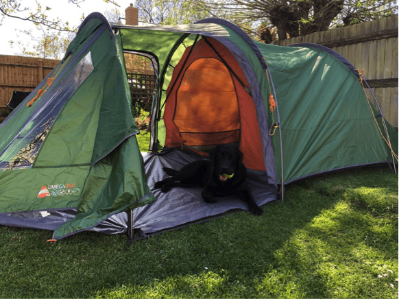 A black labrador sitting in a green and orange tent