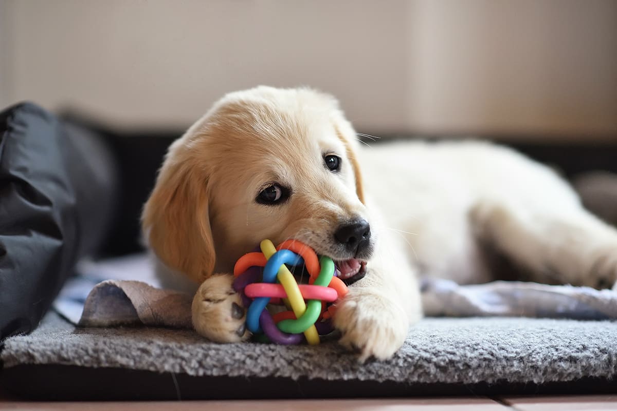 6 month old shops puppy biting