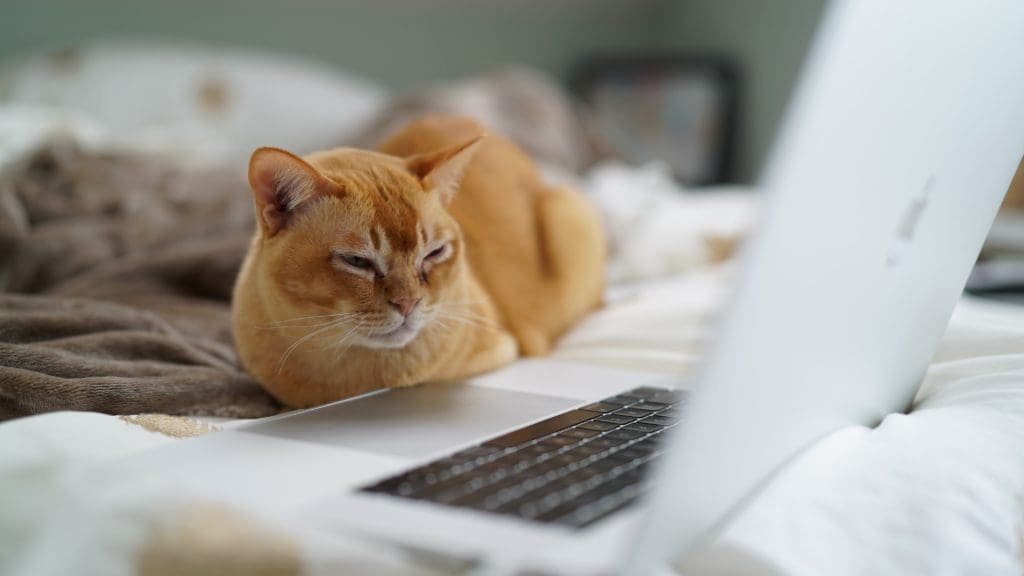 cat looking at laptop screen whilst on a bed