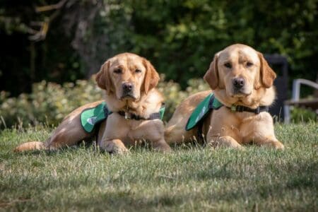 Community Dogs Lexi and Ned